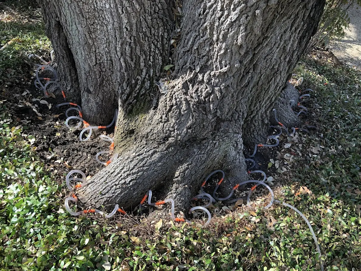 Detailed Shrub and Hedge Trimming job site in Cache Junction