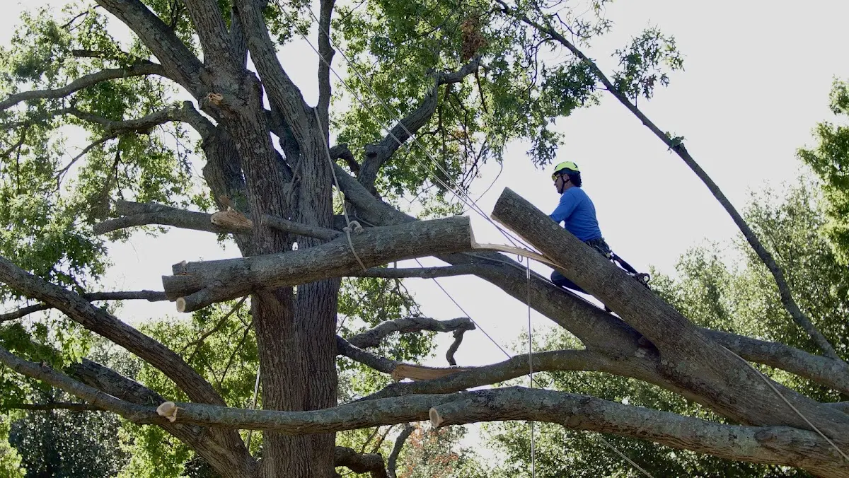 Professional Crown Thinning performed by certified arborists in Cache Junction