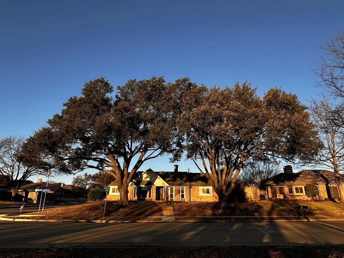 Established residential canopy tree shading a home in Cache Junction